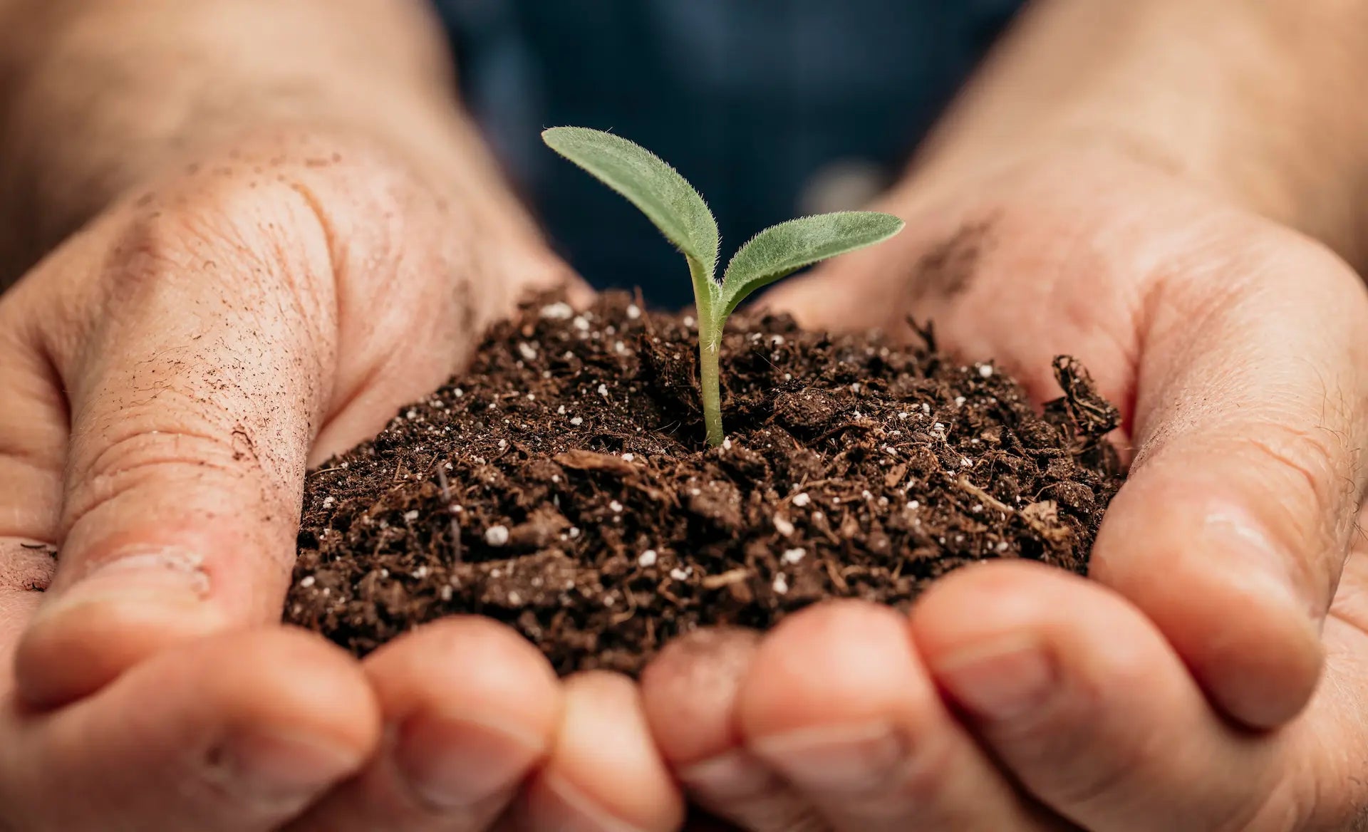 Sustainability: The Importance of Ethical Coffee Bean Practices