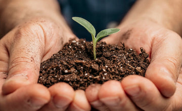 Sustainability: The Importance of Ethical Coffee Bean Practices