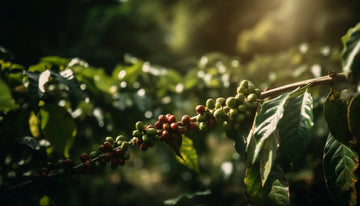 New Coffee Honduras Available Now!