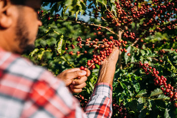 The History of Honduras Coffee: Origins to Present Day